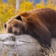 Illustration for article titled Tourist Unclear On Concept Of Wild Animals Demands Yellowstone Provide Better Bears